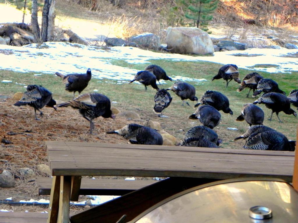 Riverview Pines Villa Estes Park Eksteriør bilde